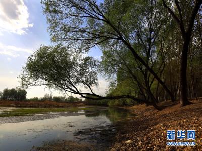 薊州區淋河好女塔水岸旱柳大放異彩