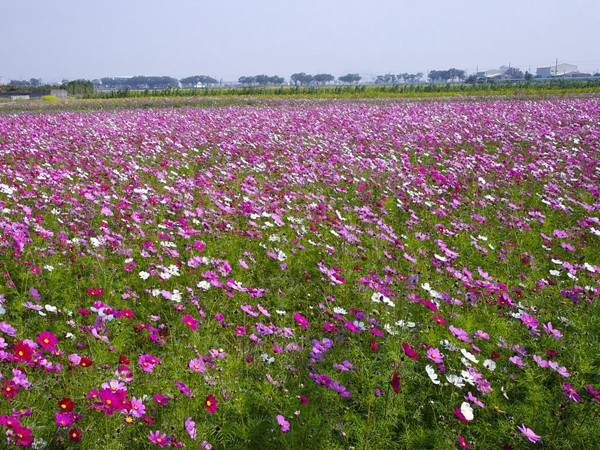 波斯菊圖片