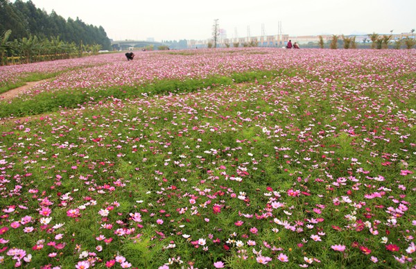 波斯菊圖片