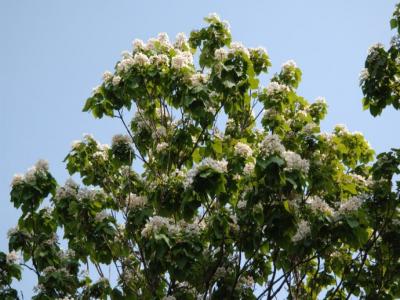 楸樹什么時候開花？