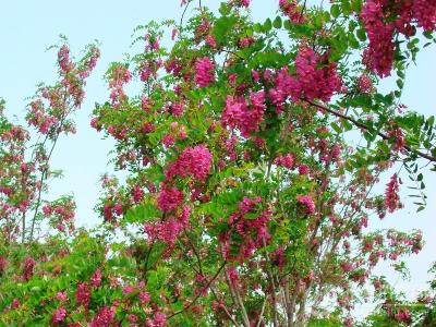 如何調整香花槐種植密度