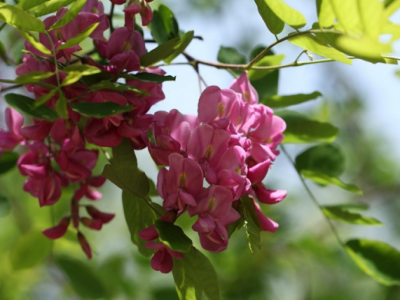 香花槐是通過(guò)什么方式繁殖生長(zhǎng)