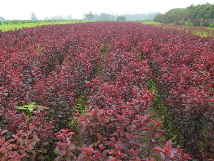 美植袋太陽李