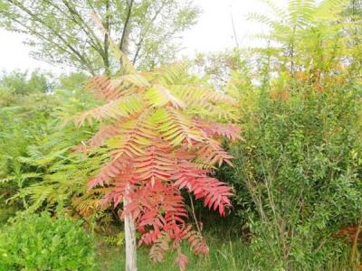 院子里種植臭椿風水好嗎？