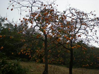 不推薦大家在院子內(nèi)種植柿子樹的原因是什么？