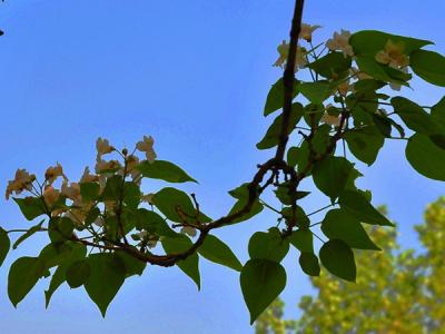 楸樹是風(fēng)水樹嗎，種植在哪個方位比較好?