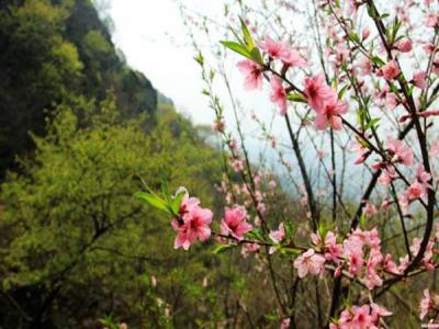 山桃什么時候開花，什么時候賞花效果好