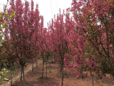 冬紅果海棠不適合種植于什么樣的土壤 ？