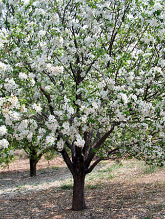 八棱海棠花期多久，幾月份開(kāi)花