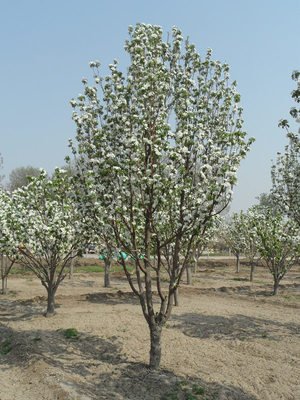 八棱海棠花期多久，幾月份開(kāi)花