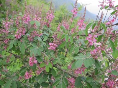 [多花胡枝子]多花胡枝子圖片_花期_產地價格