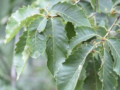 [槲櫟]槲櫟圖片_種植方法_產地價格