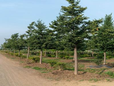 [歐洲小葉椴綠塔]歐洲小葉椴綠塔圖片_產地價格_種植方法