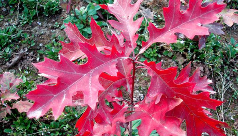 歐洲紅櫟