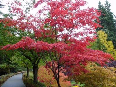 美國(guó)紅楓樹(shù)苗多少錢一顆