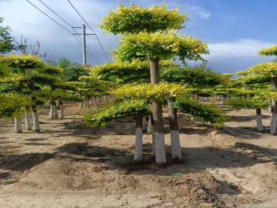 種植造型金葉榆，提升城市綠化品質_提供免費苗木報價